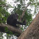 Imagen para el artículo titulado ¿Qué hace un chimpancé para comerse una tortuga? Aplastarla como si fuera un coco